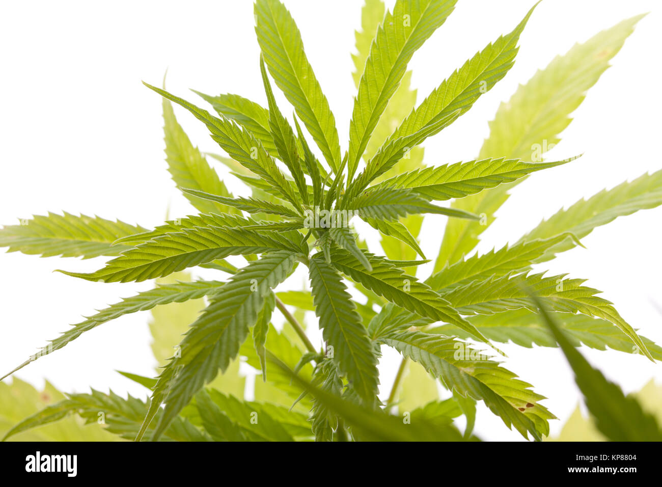 Cannabis marihuana Pflanze mit grünen Blätter in der Nähe von Drogen Stockfoto
