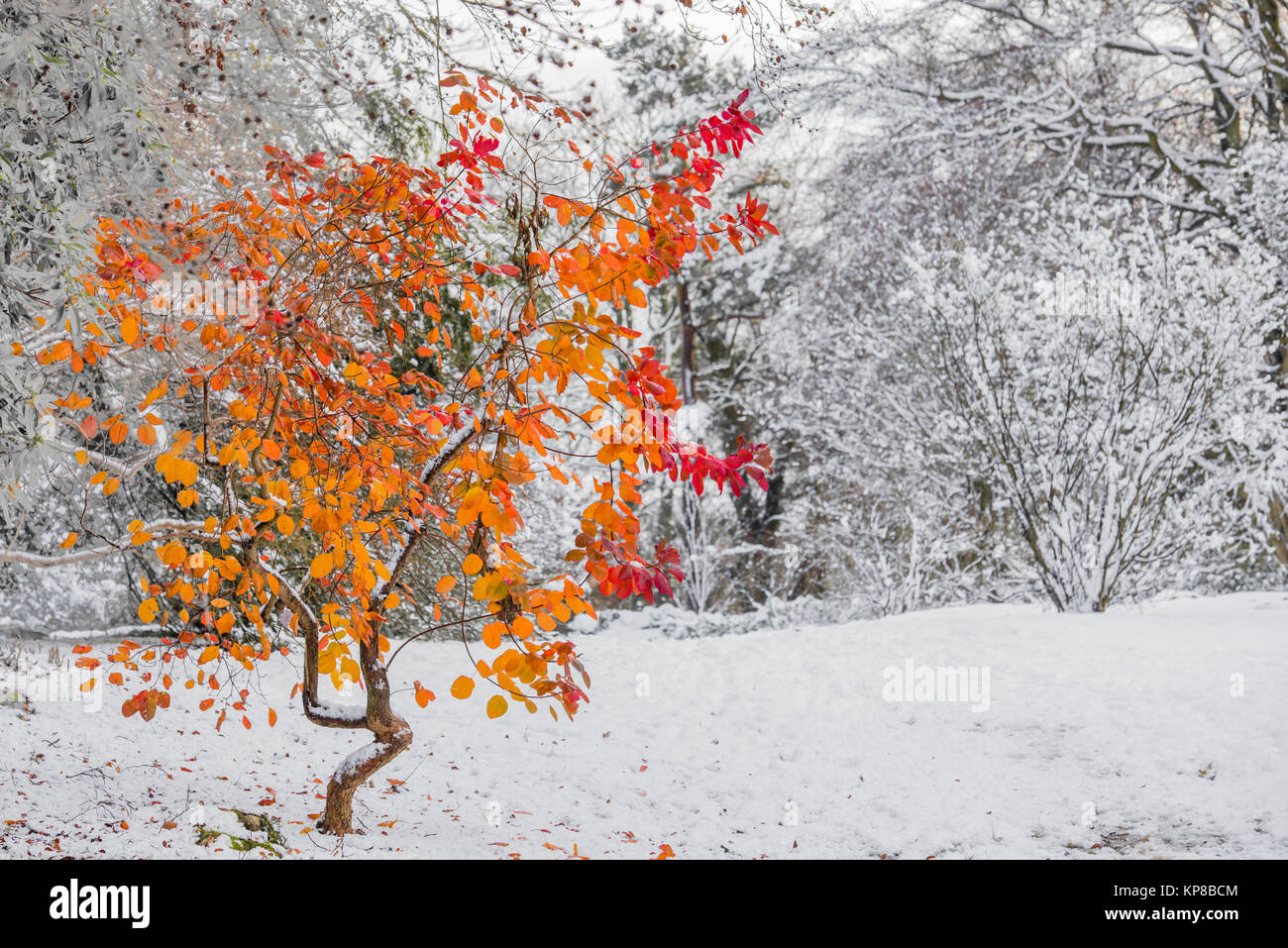 Baum mit Herbst bunte Blätter in einer verschneiten Garten. Stockfoto