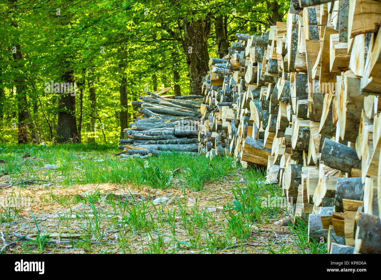 Holzstapel in der Nähe der grünen Wald Stockfoto