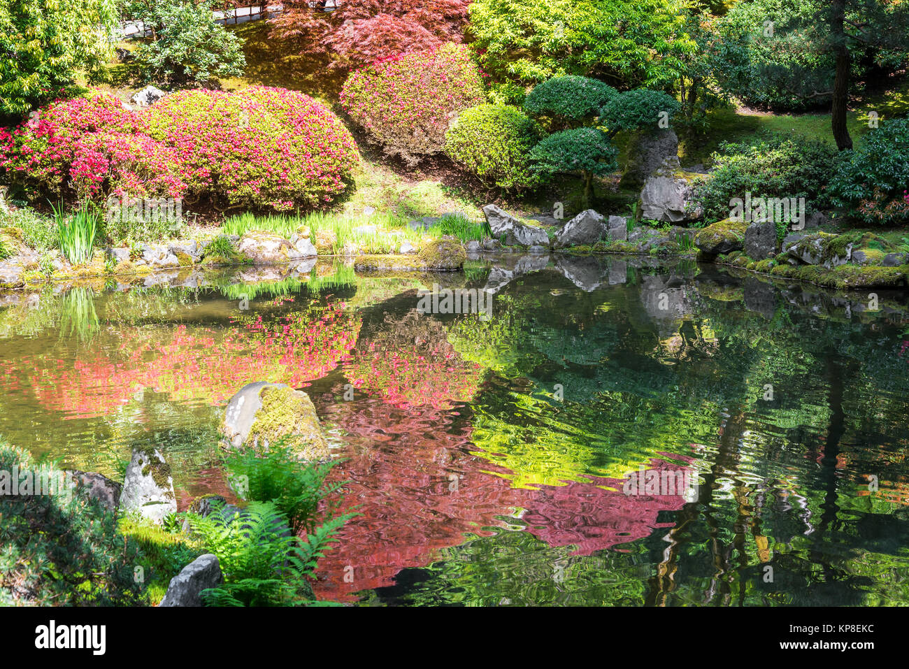 Japanischer ahornbaum spiegelt sich im teich Fotos und Bildmaterial