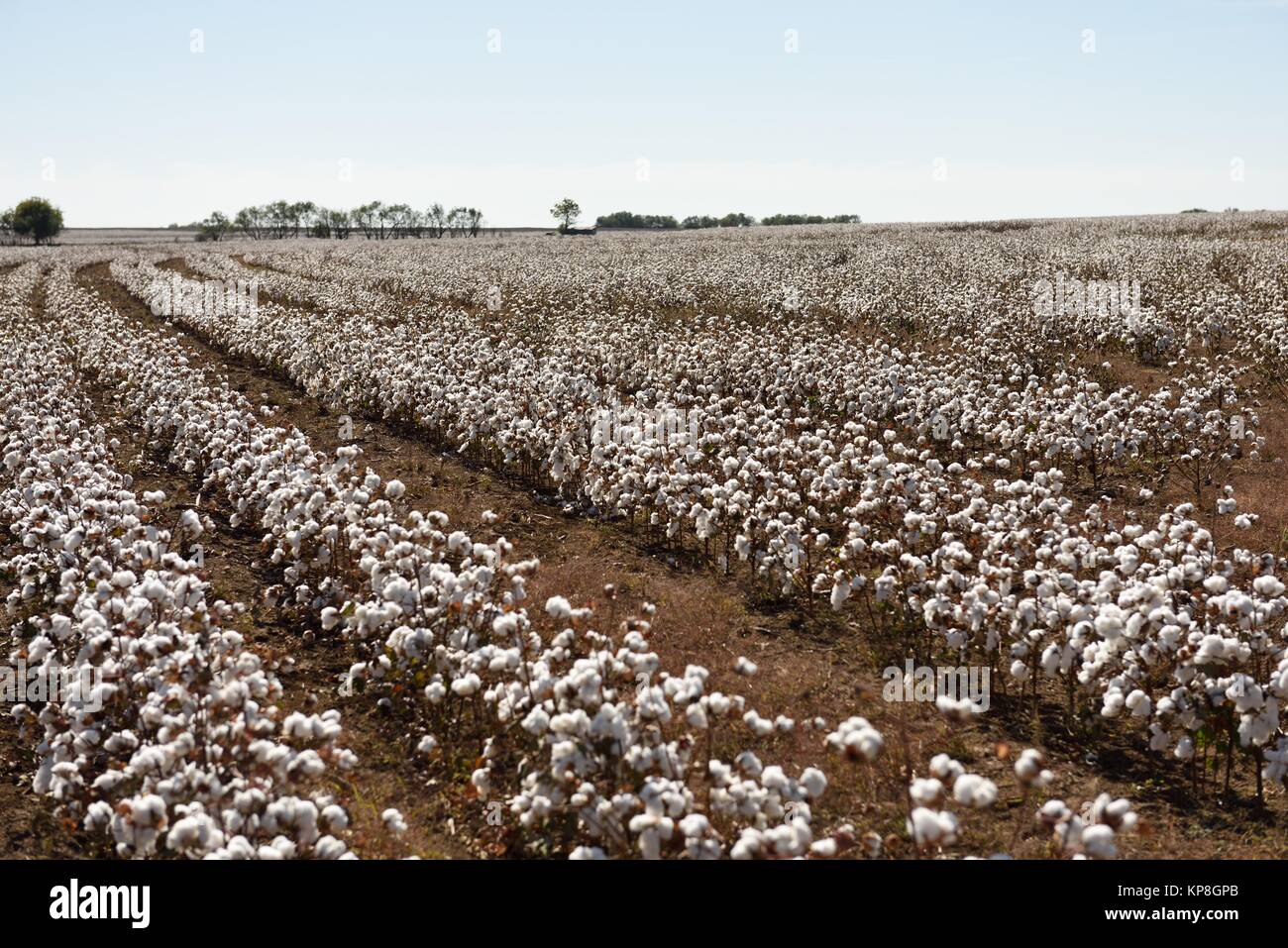 Baumwollfeld mit Reihen roher weißer Baumwolle, bereit für die Ernte auf den Feldern des ländlichen West Texas, USA Stockfoto