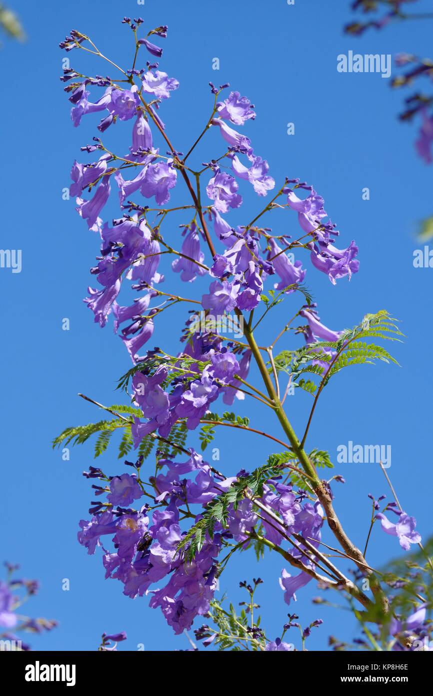 Jacaranda Stockfoto