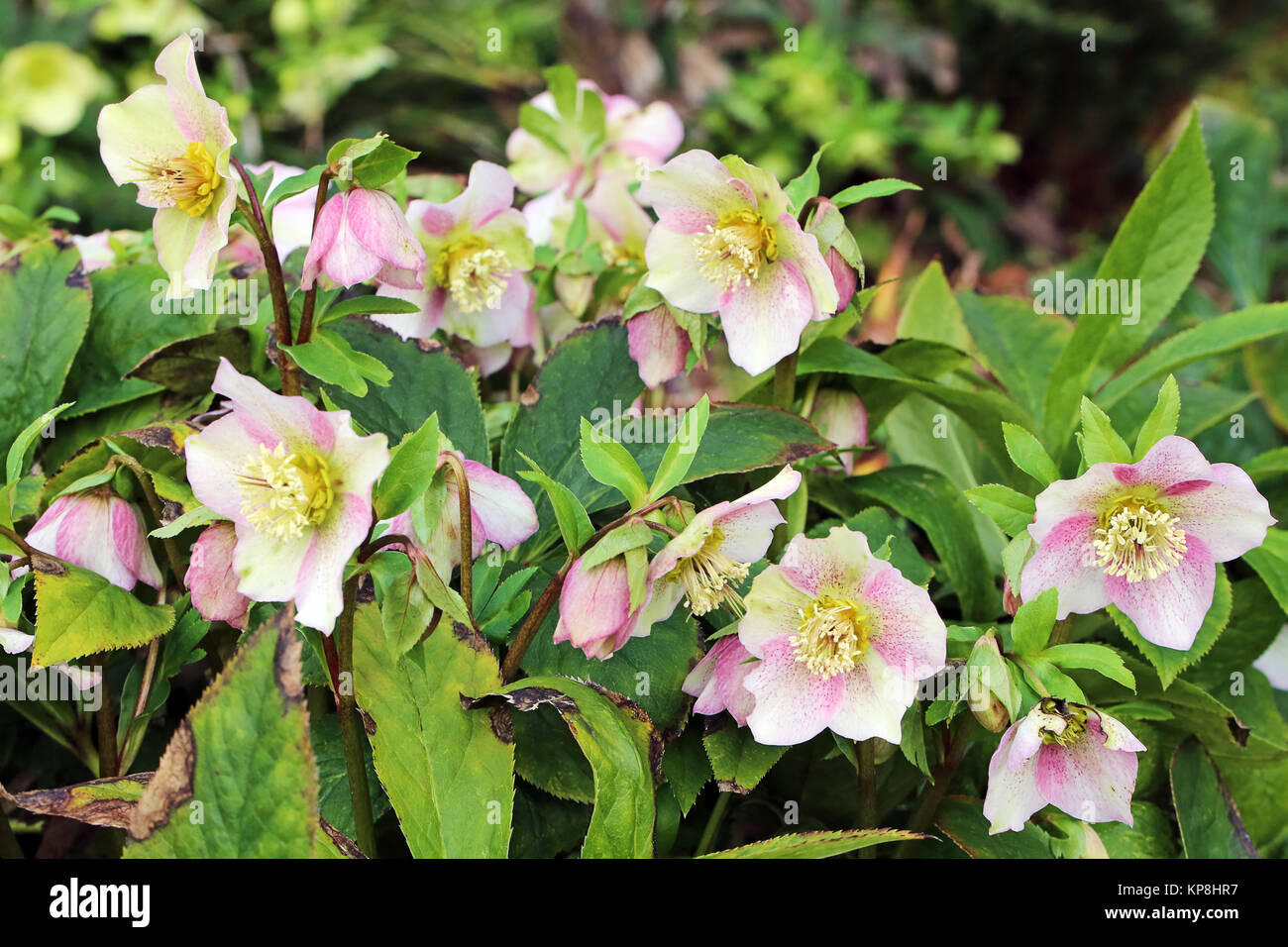 Orientalische Nieswurzel oder violette Lenzrose Helleborus orientalis ssp abchasicus Stockfoto