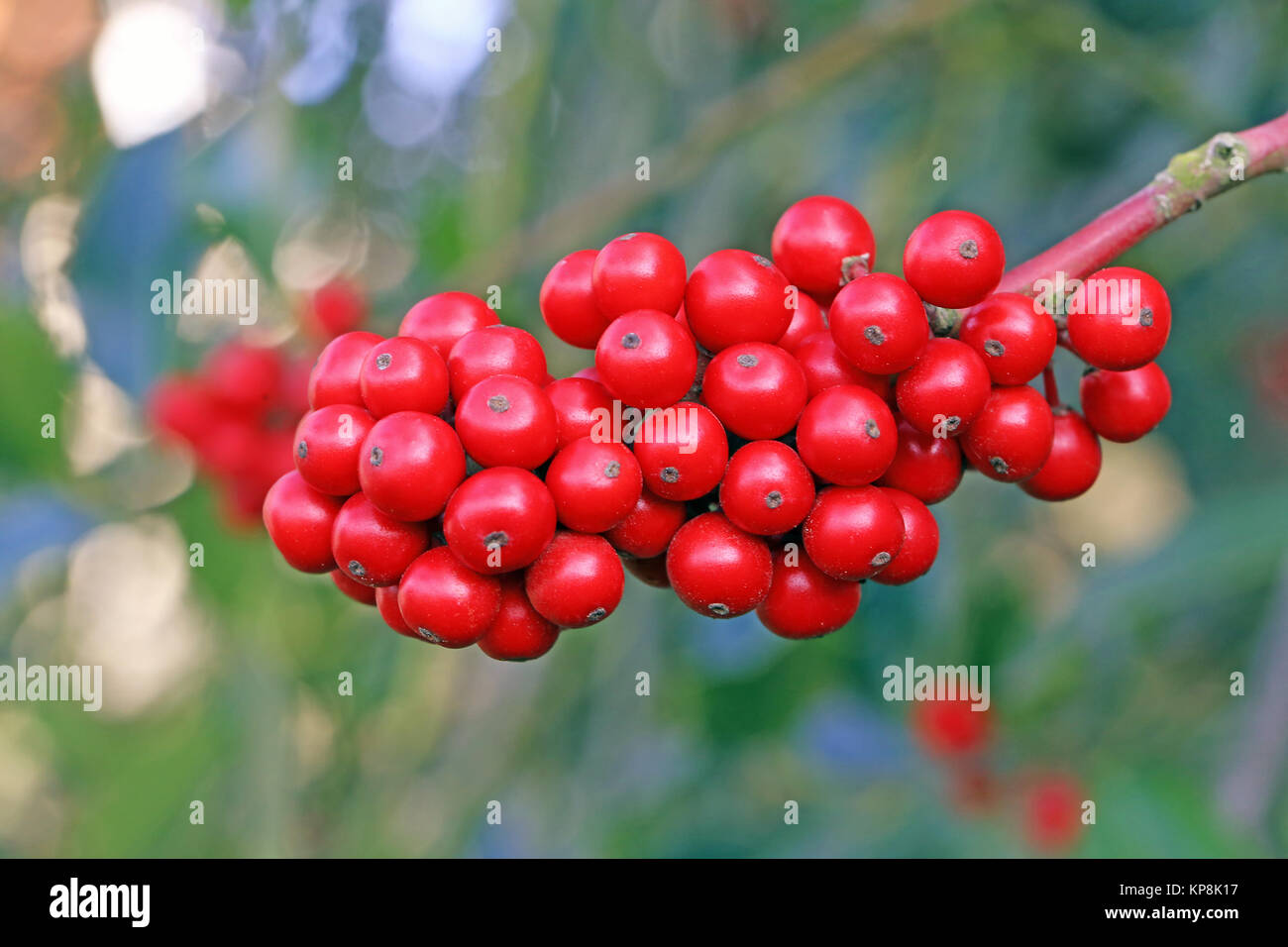 Die roten Beeren der europäischen Stechpalme Ilex aquifolium Stockfoto