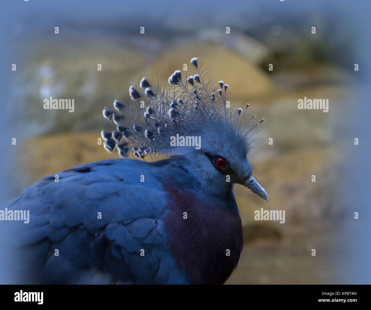 Fächertaube Stockfoto