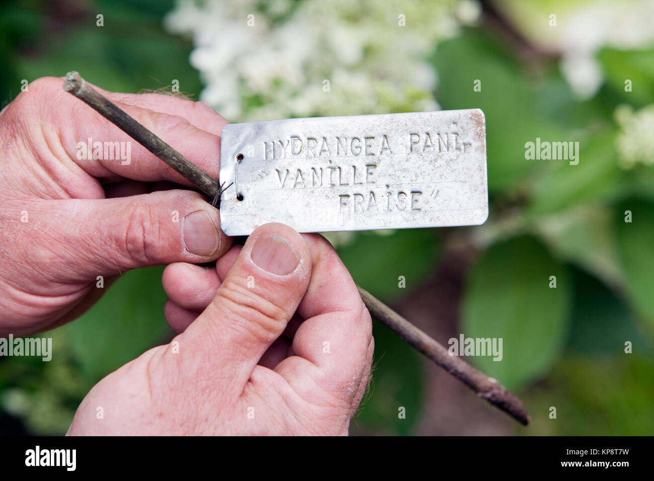 Gärtner mit Metall Schild in seinen Händen Stockfoto