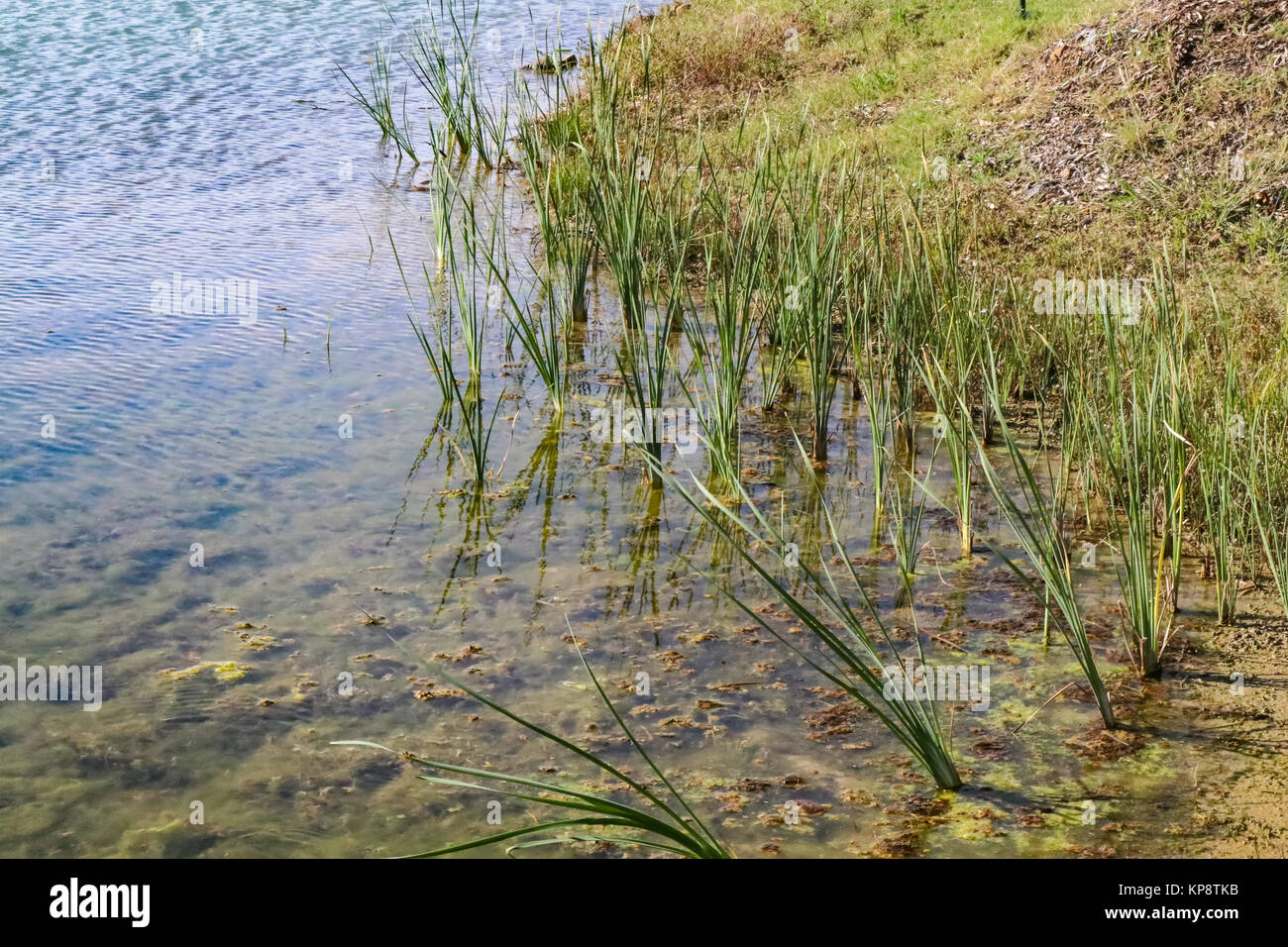 Gree Gräser wachsen n Klumpen am Rande eines Sees, in der Nähe der Küste Stockfoto