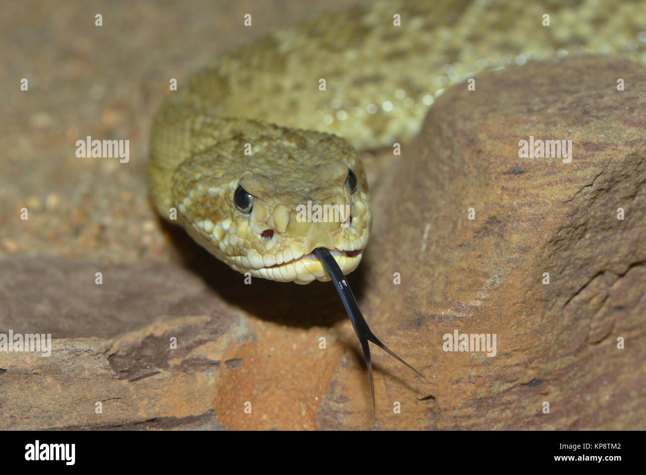 Klapperschlange Stockfoto