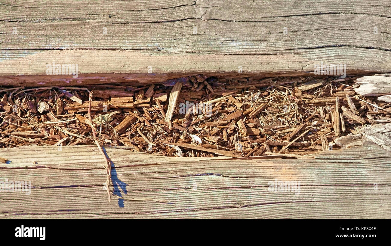 Nahaufnahme von verrottendem Holz entlang der Promenade Stockfoto