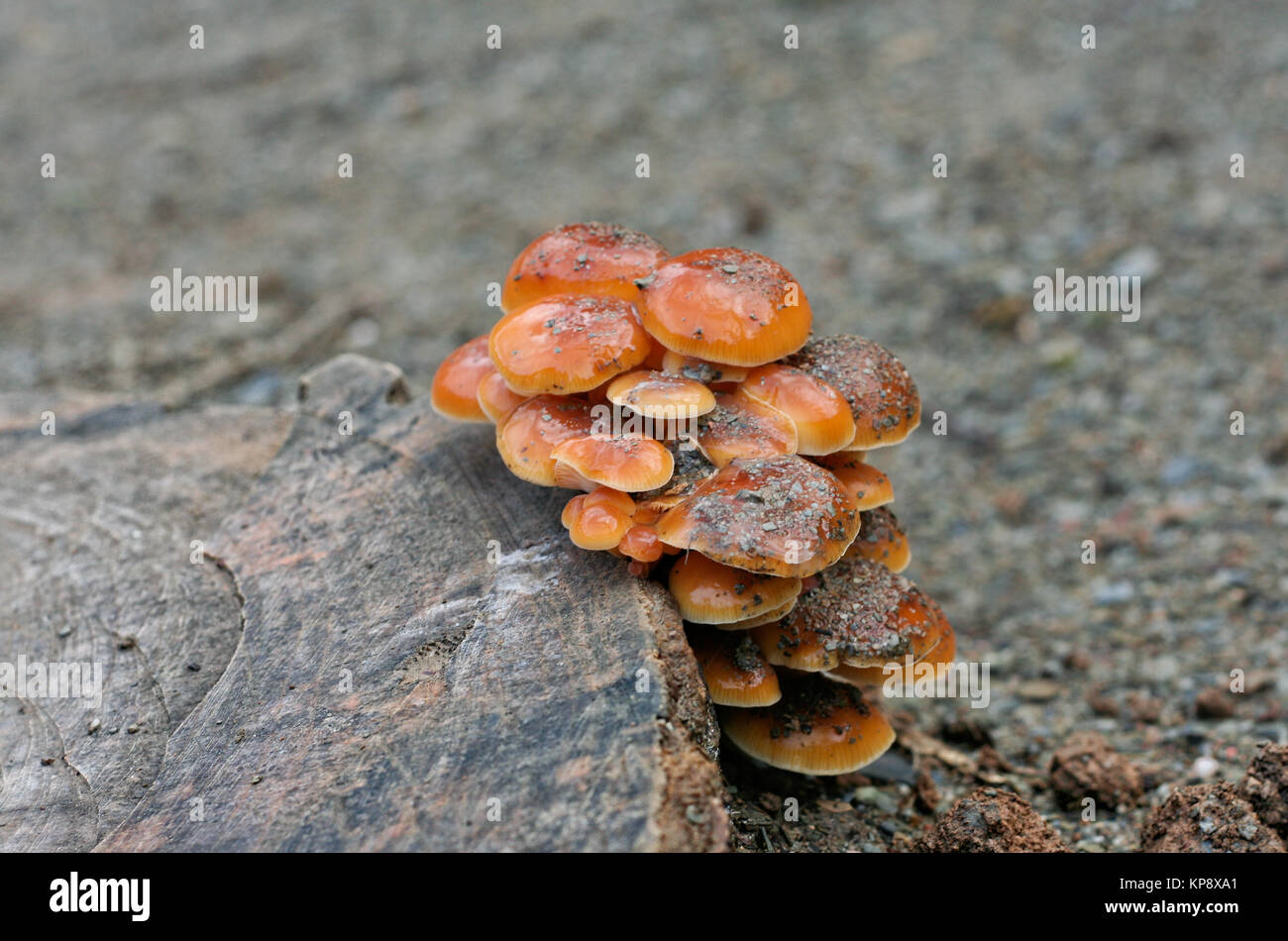 Pilz auf Baumstamm Stockfoto