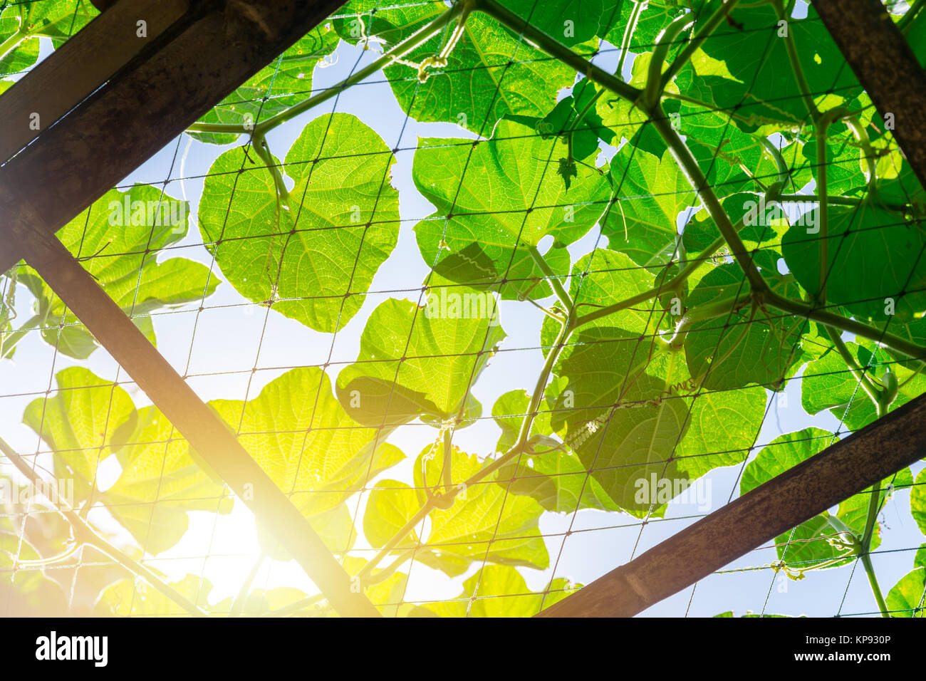 Grünes Weinblatt Dach mit sonnigen Sonne Licht Natur Hintergrund Stockfoto