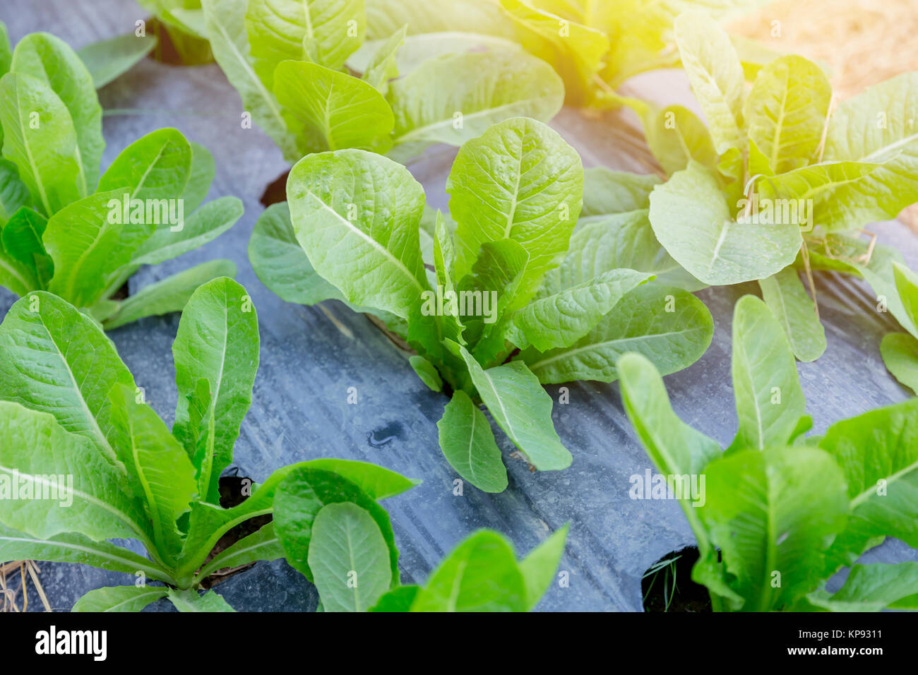 Oganic Grün Cos Anlage Salat gesunde Gemüse Stockfoto