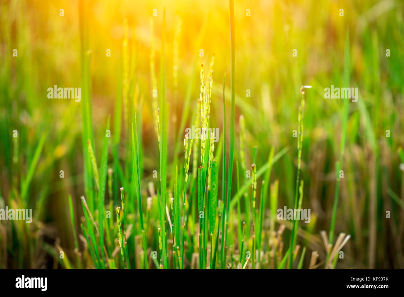 Reisanbau im Feld mit morgen Licht mit Platz für Text Stockfoto