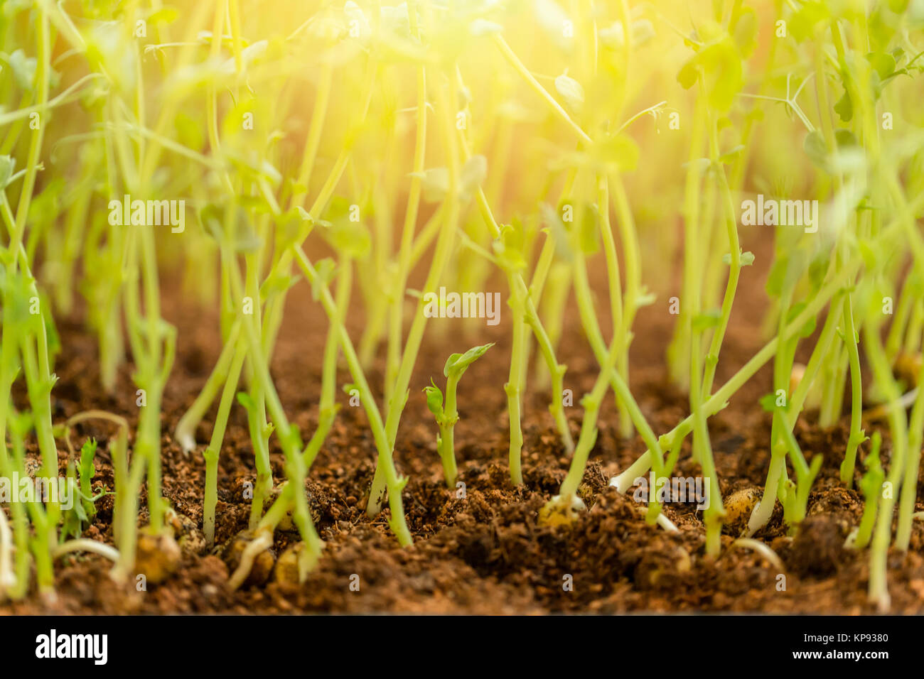 Grüne Pflanze sprießen mit Sonne Licht für Zukunft start Wachstum Konzept Stockfoto