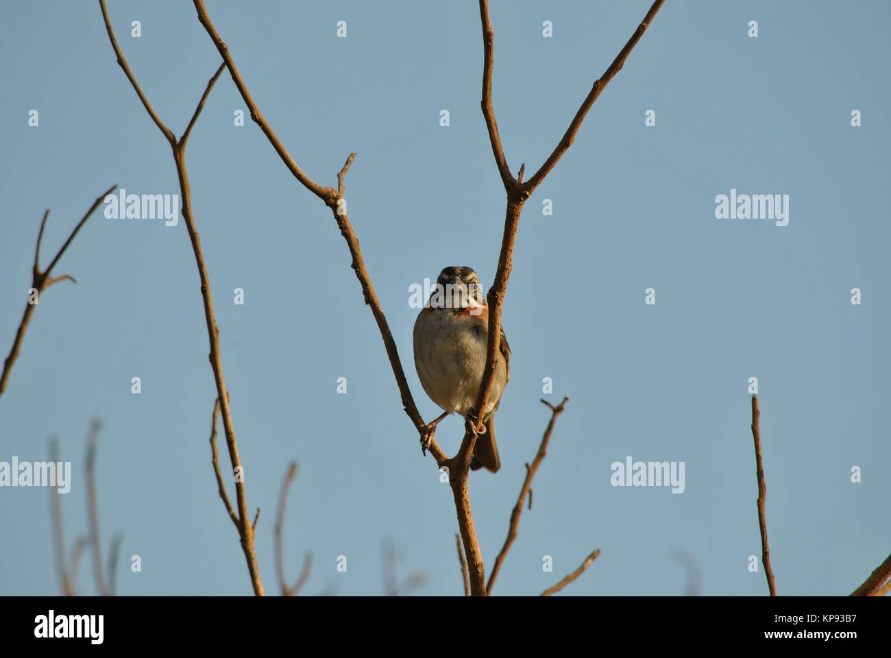 Der Zonotrichia capensis Vogel Stockfoto
