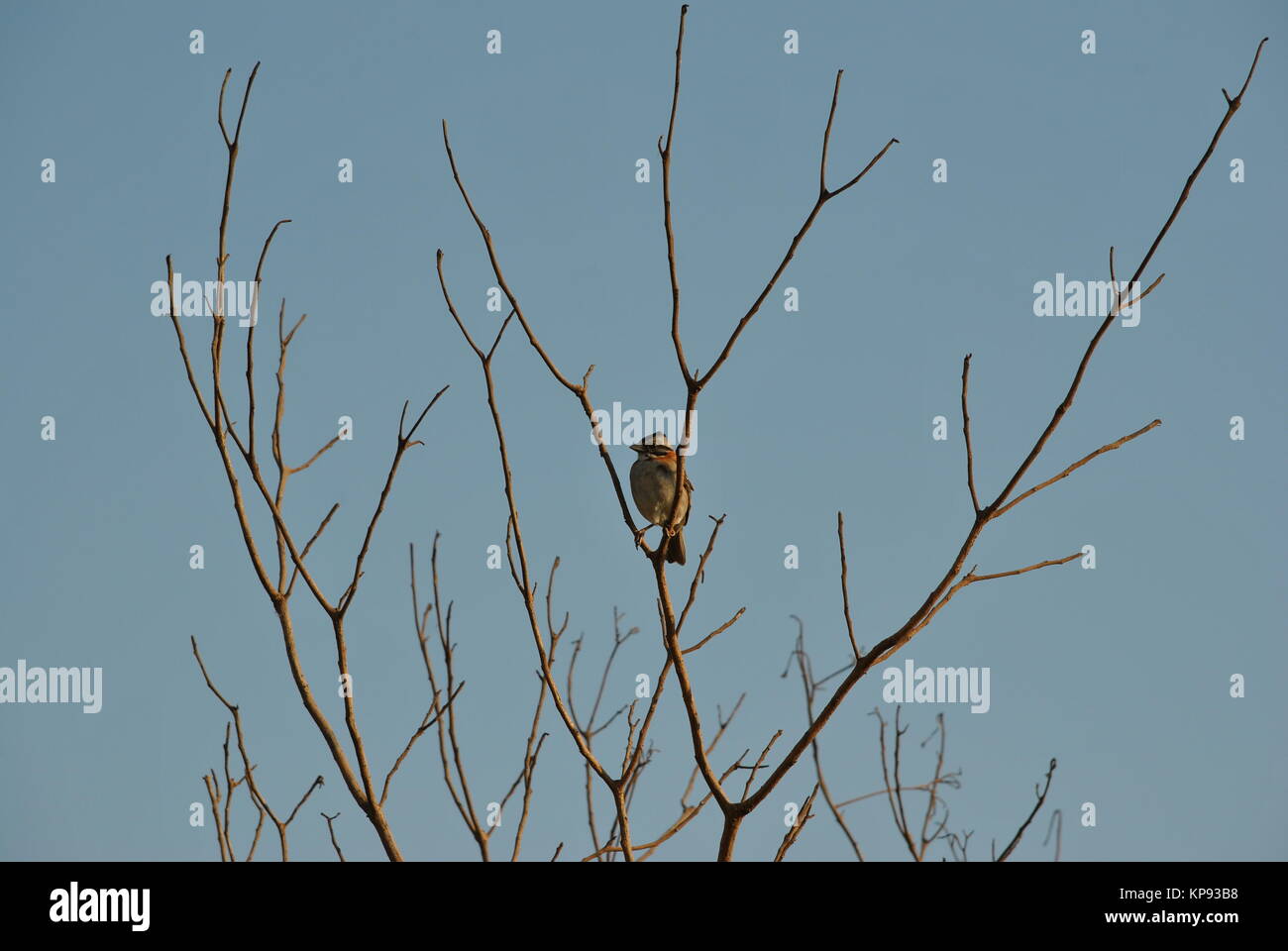 Der Zonotrichia capensis Vogel Stockfoto