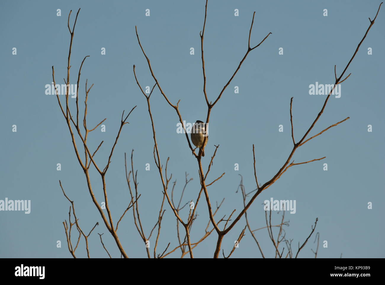Der Zonotrichia capensis Vogel Stockfoto