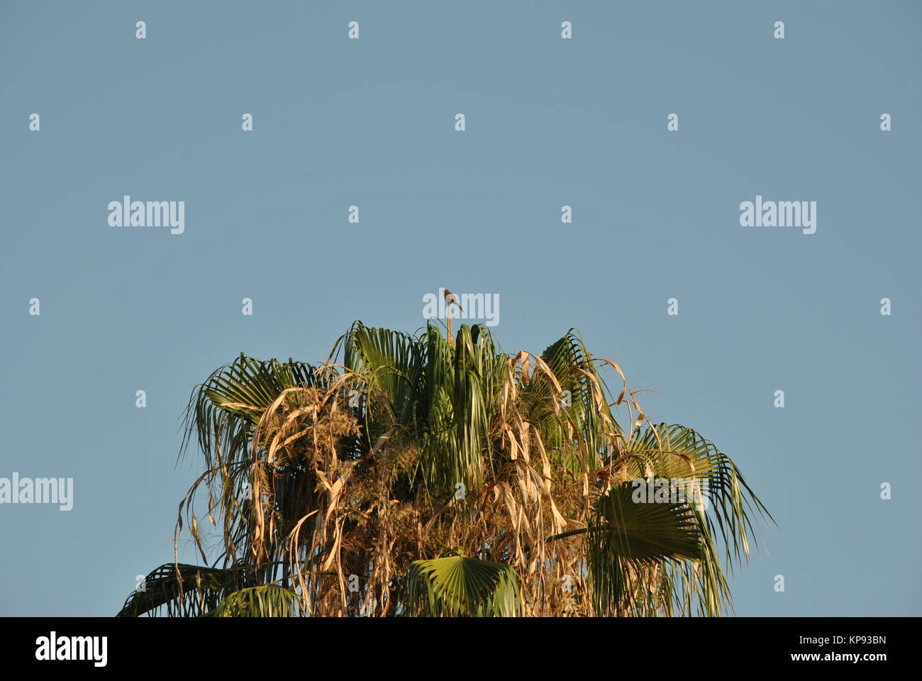 Der Zonotrichia capensis Vogel Stockfoto