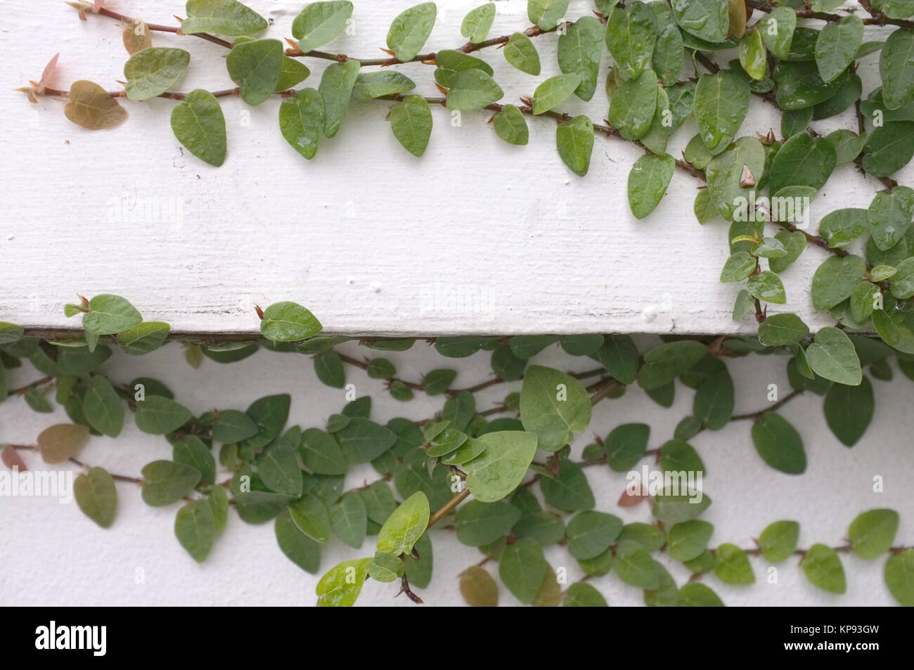 Coatbuttons mexikanische Daisy Pflanze an Weißzement Wand Stockfoto