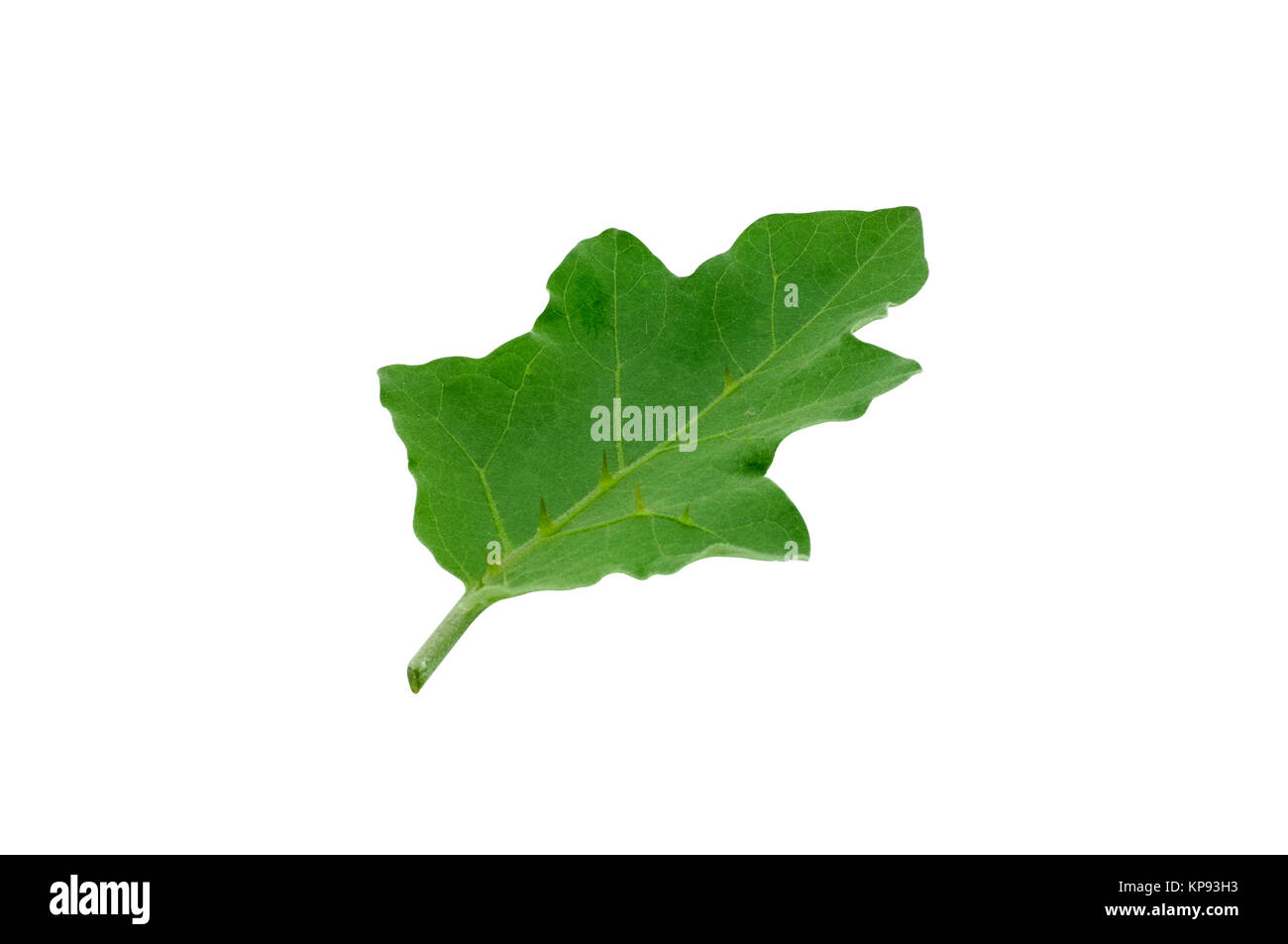 Aubergine Blätter isoliert auf weißem Hintergrund Stockfoto