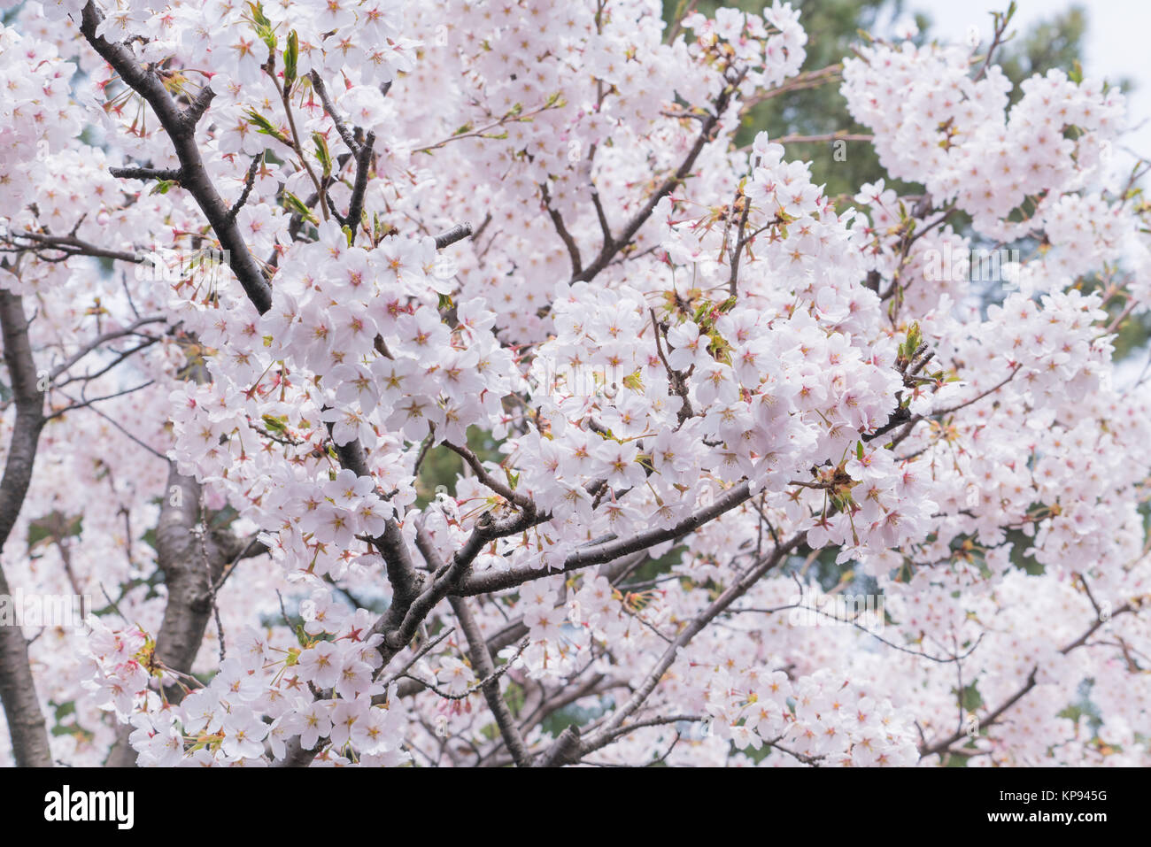 Japanische sakura Kirschblüte in voller Blüte in Tokio, Japan. Stockfoto