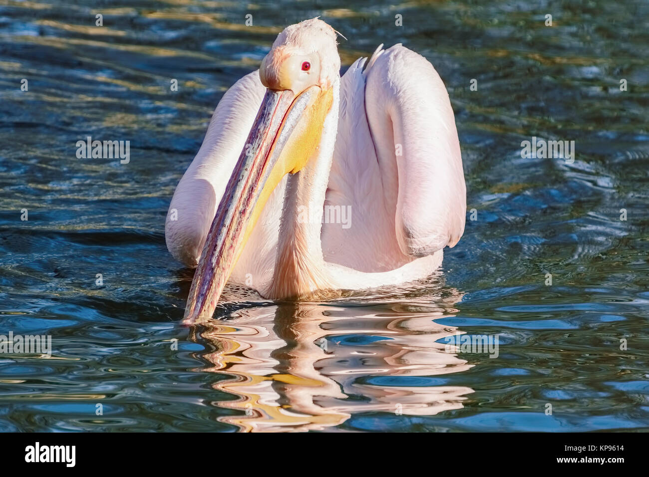 Pelikan auf dem Wasser Stockfoto