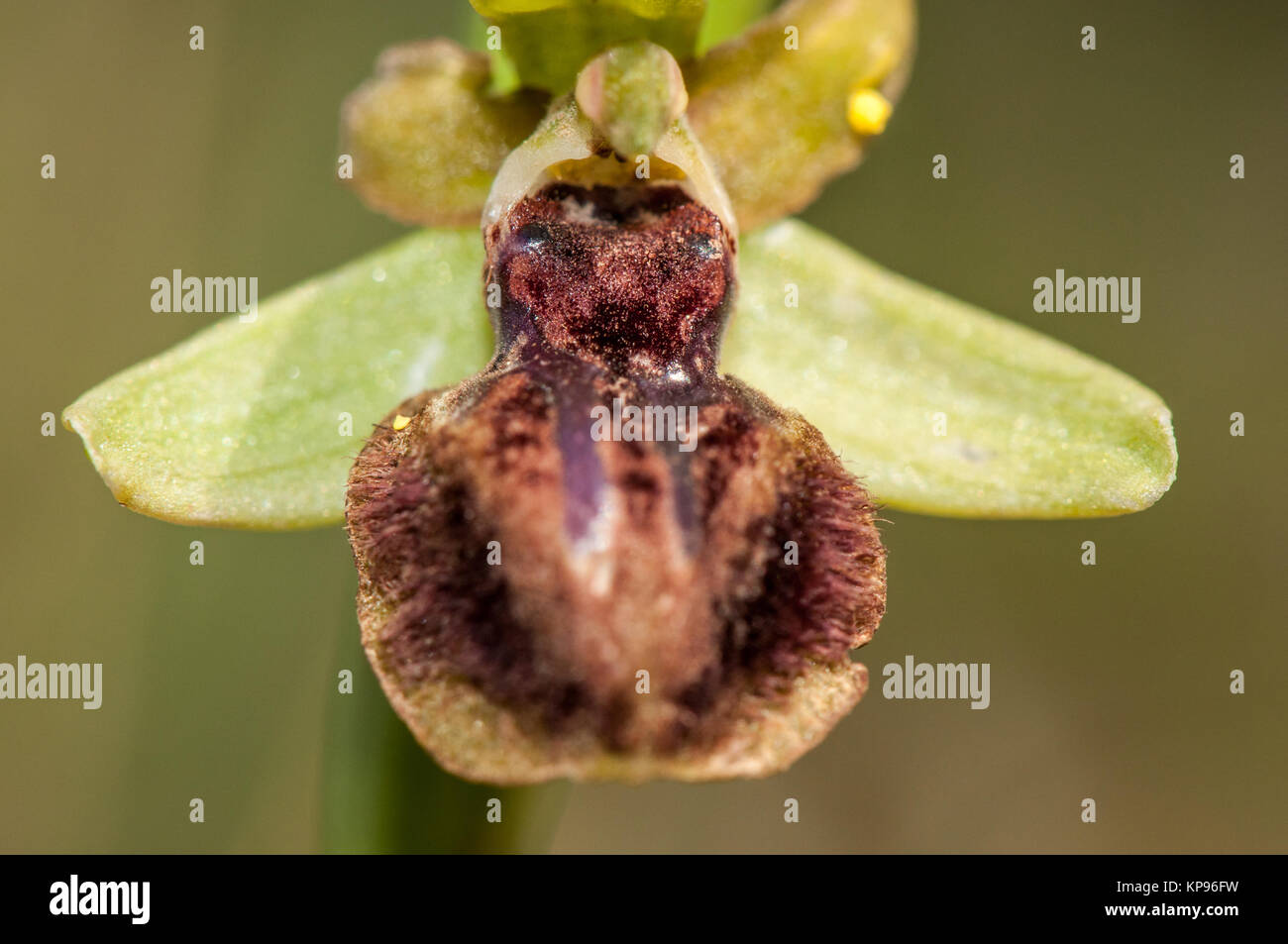 Nahaufnahme der frühen Spider-Orchidee, Ophrys sphegodes, Santpedor, Katalonien, Spanien Stockfoto