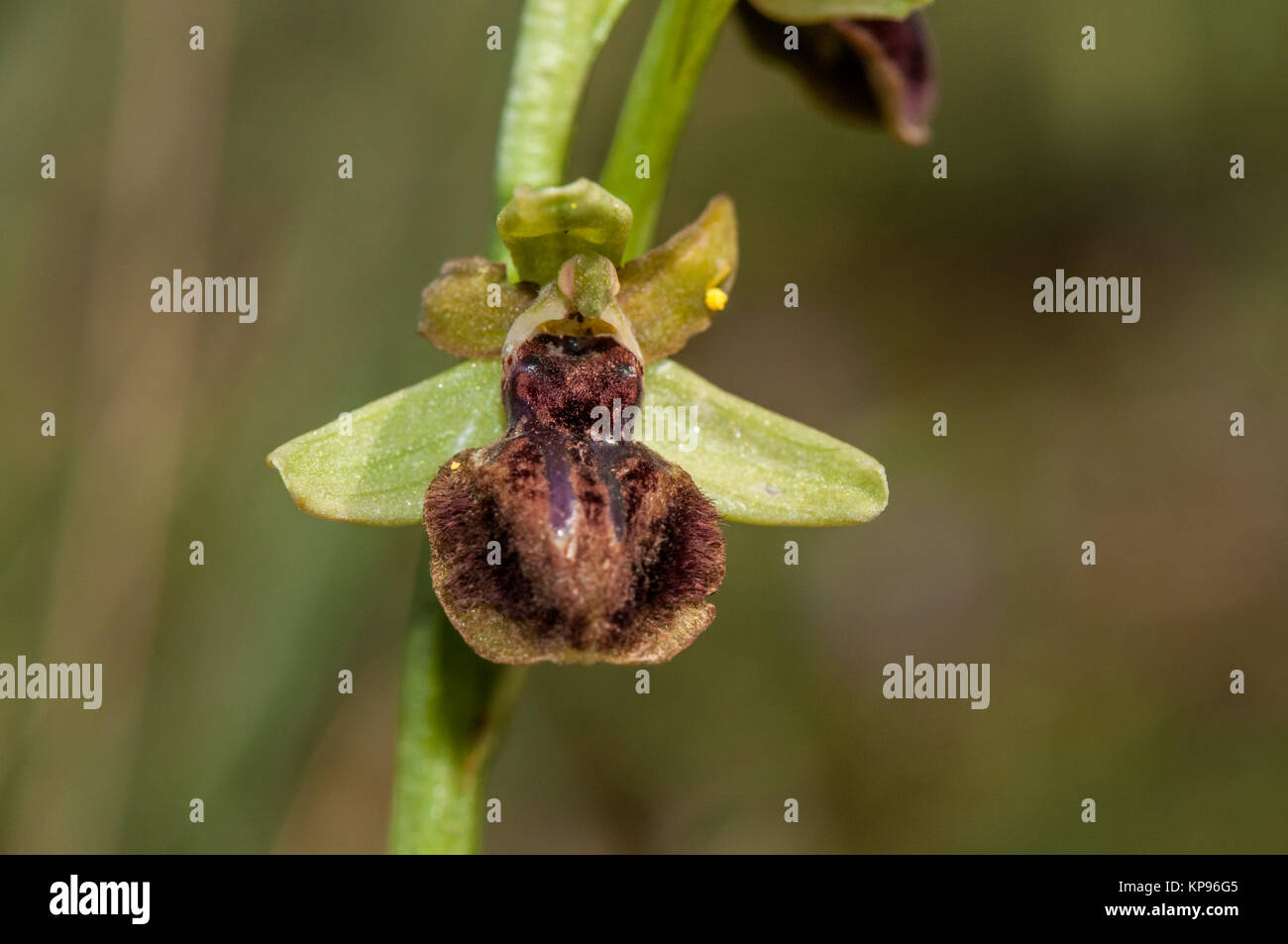 Nahaufnahme der frühen Spider-Orchidee, Ophrys sphegodes, Santpedor, Katalonien, Spanien Stockfoto