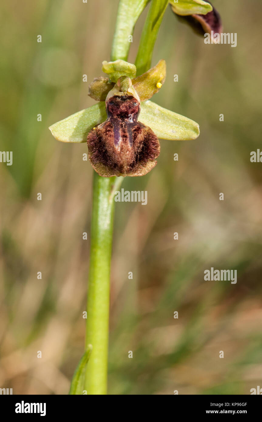 Nahaufnahme der frühen Spider-Orchidee, Ophrys sphegodes, Santpedor, Katalonien, Spanien Stockfoto