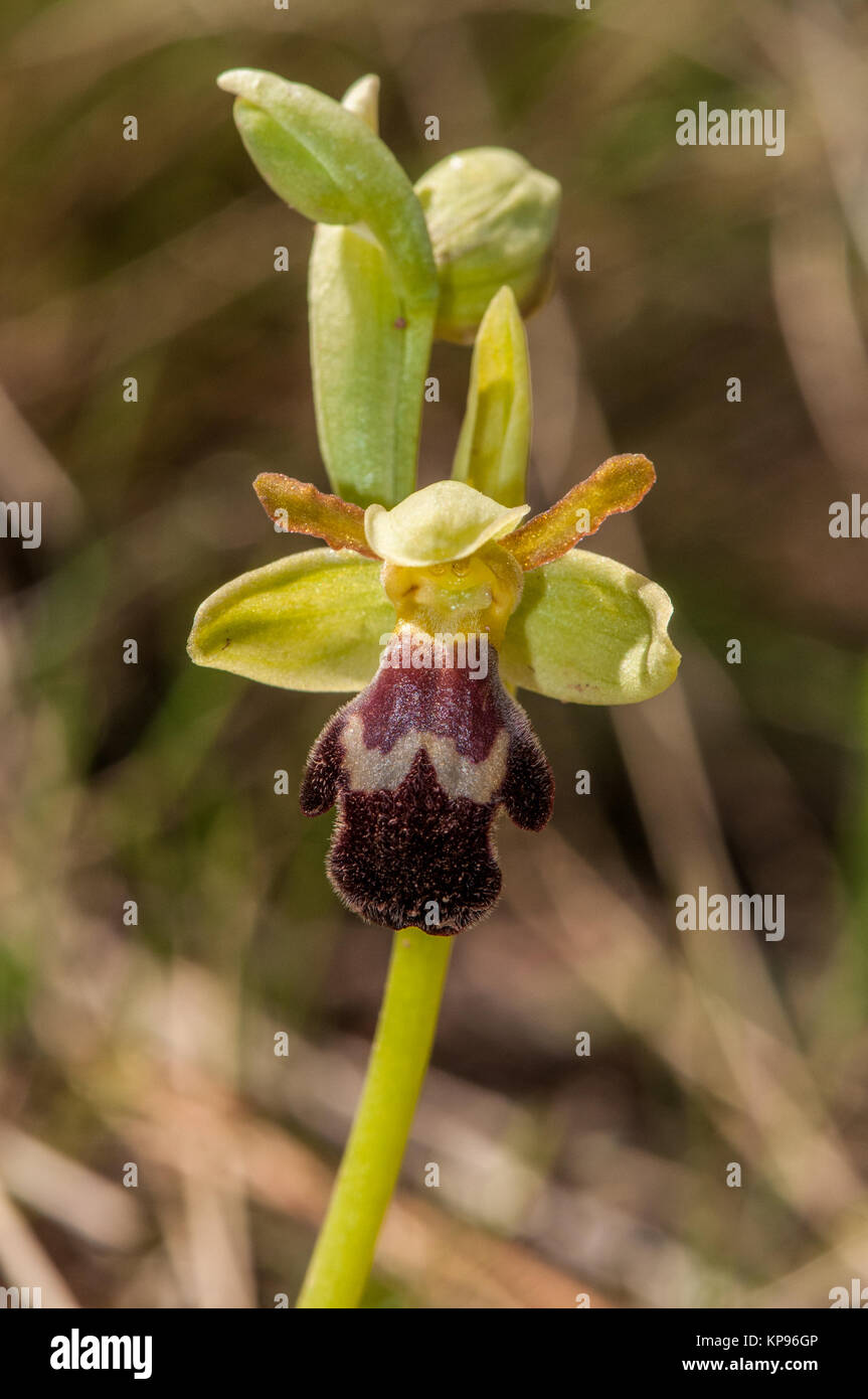 Nahaufnahme der dunklen Biene - Orchidee, Ophrys fusca, Santpedor, Katalonien, Spanien Stockfoto