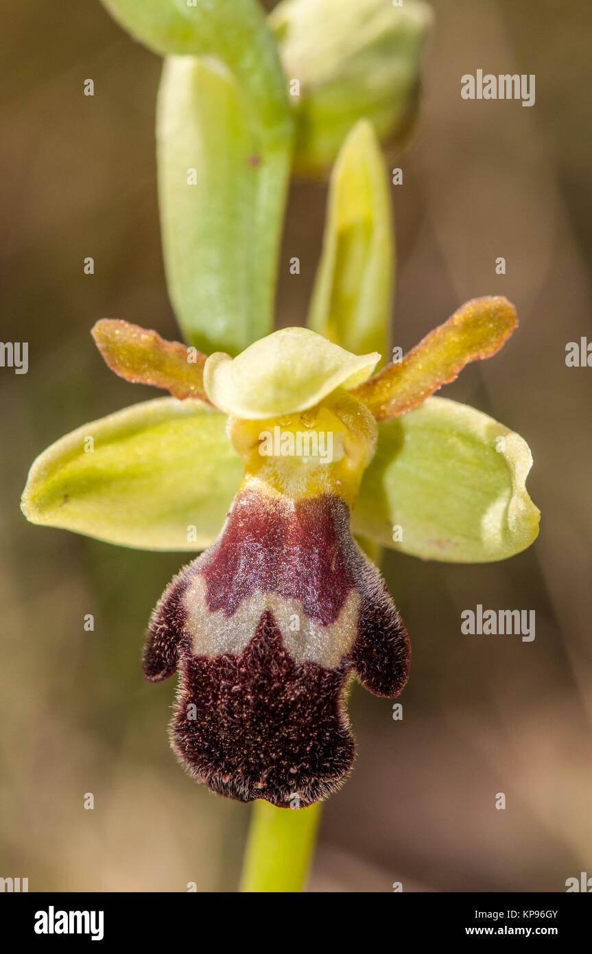 Nahaufnahme der dunklen Biene - Orchidee, Ophrys fusca, Santpedor, Katalonien, Spanien Stockfoto