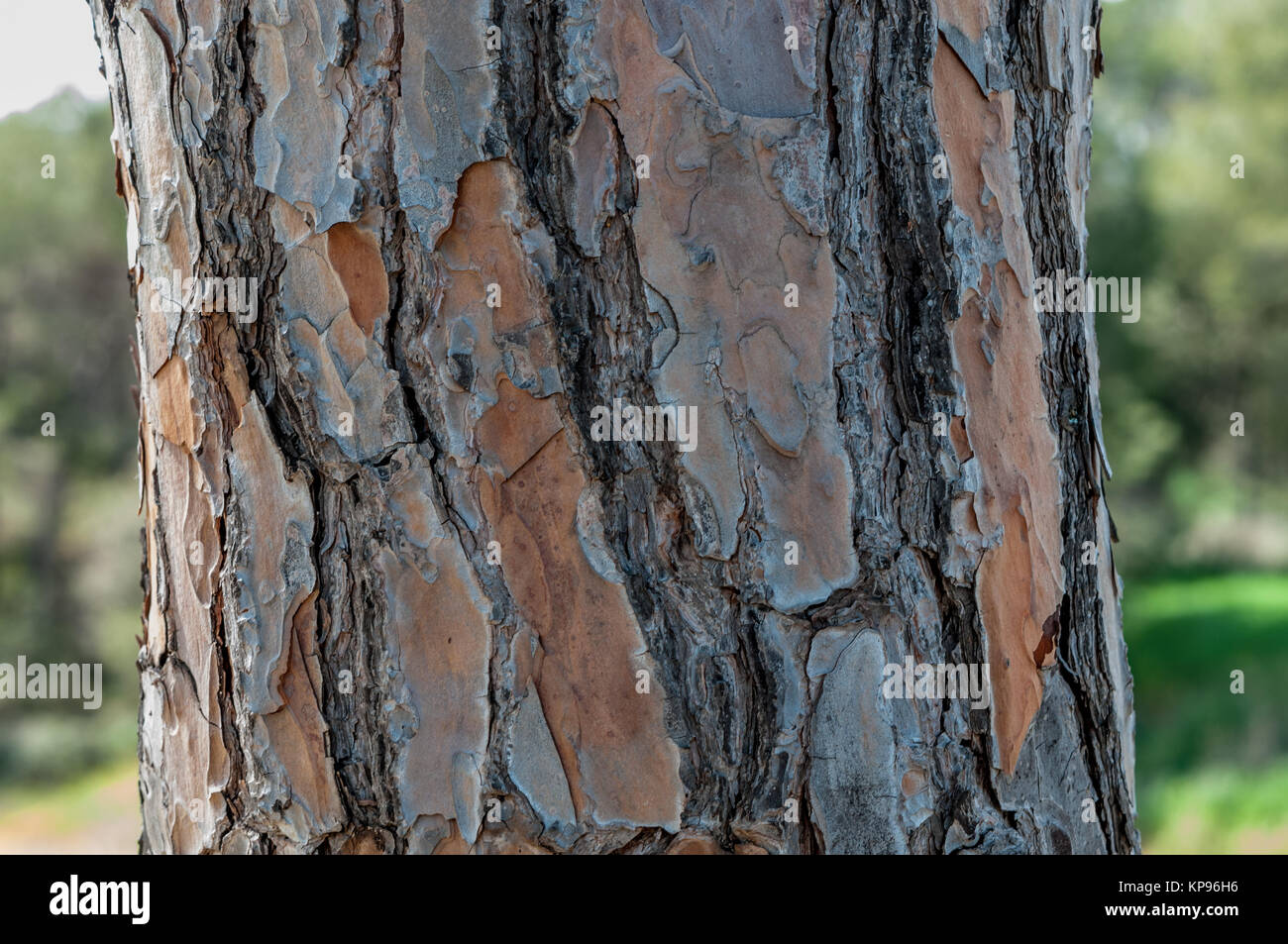 Die Rinde der Pinie, Pinus pinea. Santpedor, Katalonien, Spanien Stockfoto