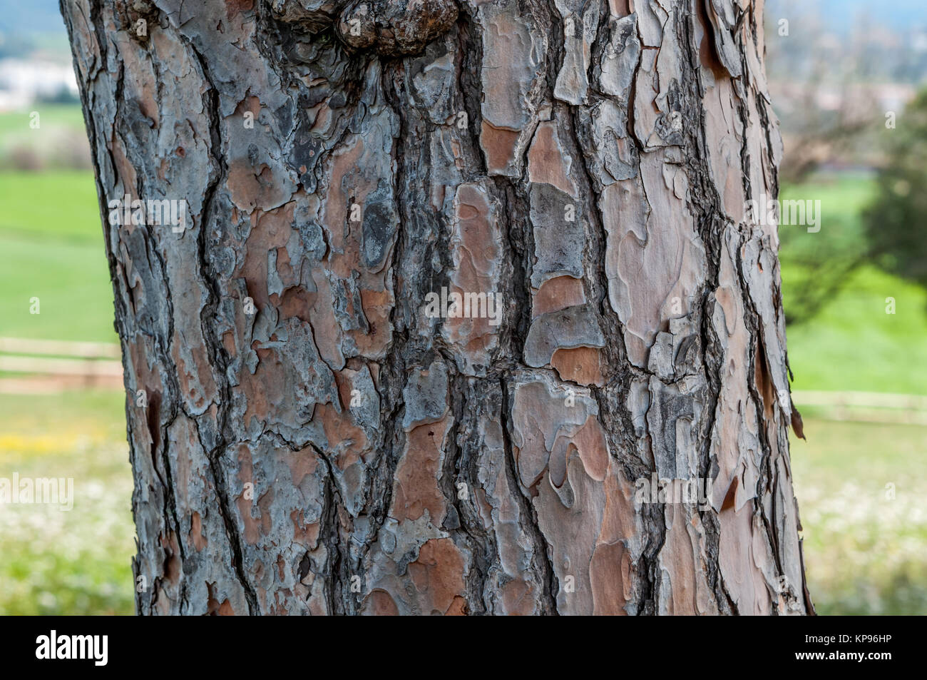 Die Rinde der Pinie, Pinus pinea. Santpedor, Katalonien, Spanien Stockfoto
