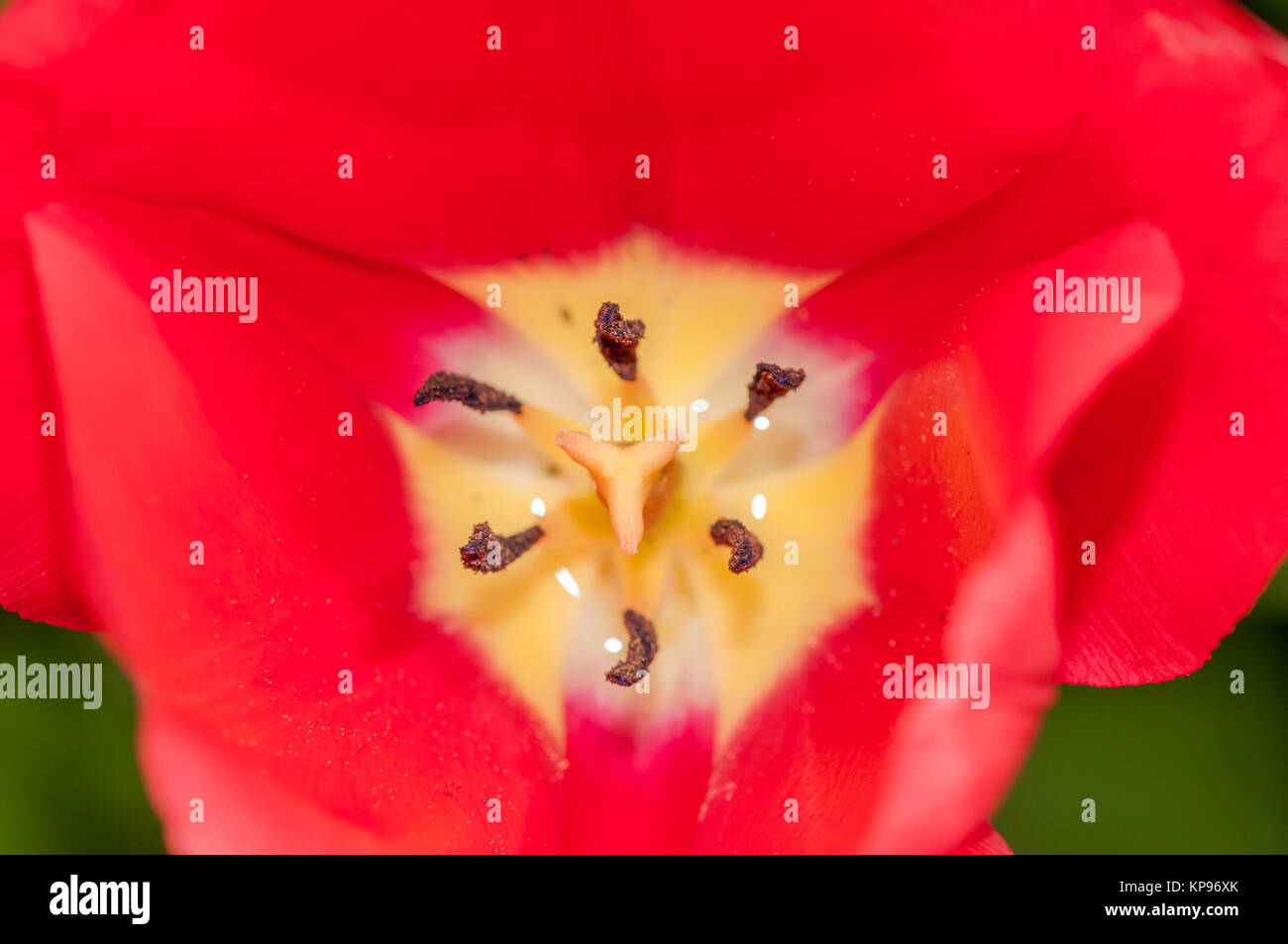 Nahaufnahme von roten, tulipa Tulipa sp. Stockfoto