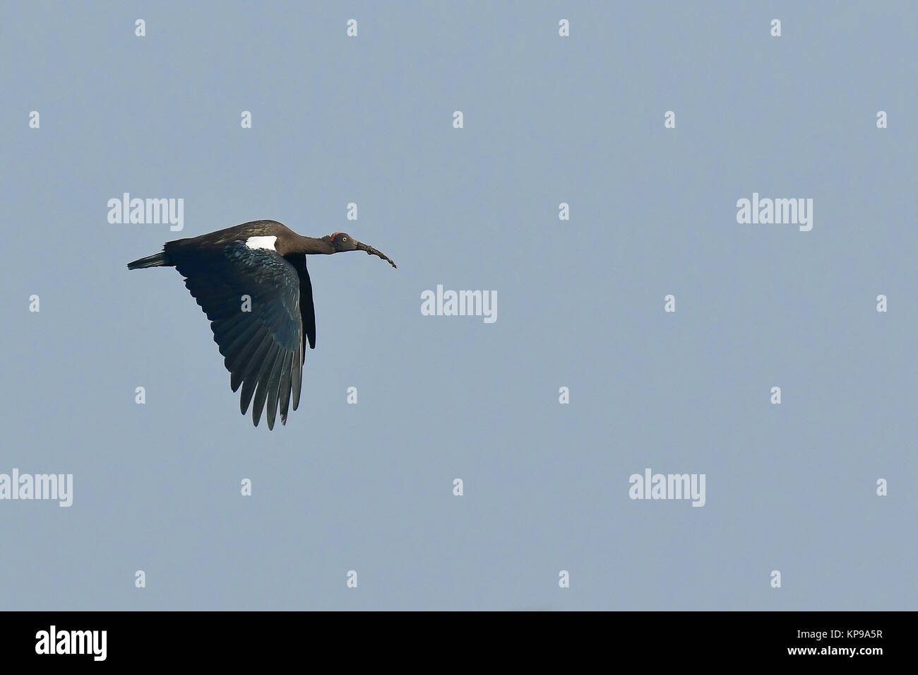 Red Naped Ibis im Flug Stockfoto