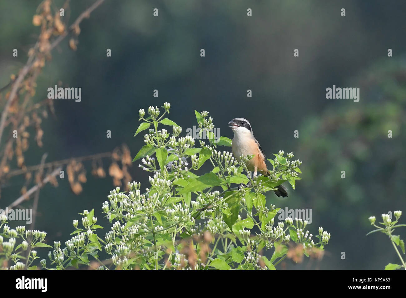 Long-tail Shrike Singen und Sitzen auf Zweig Stockfoto