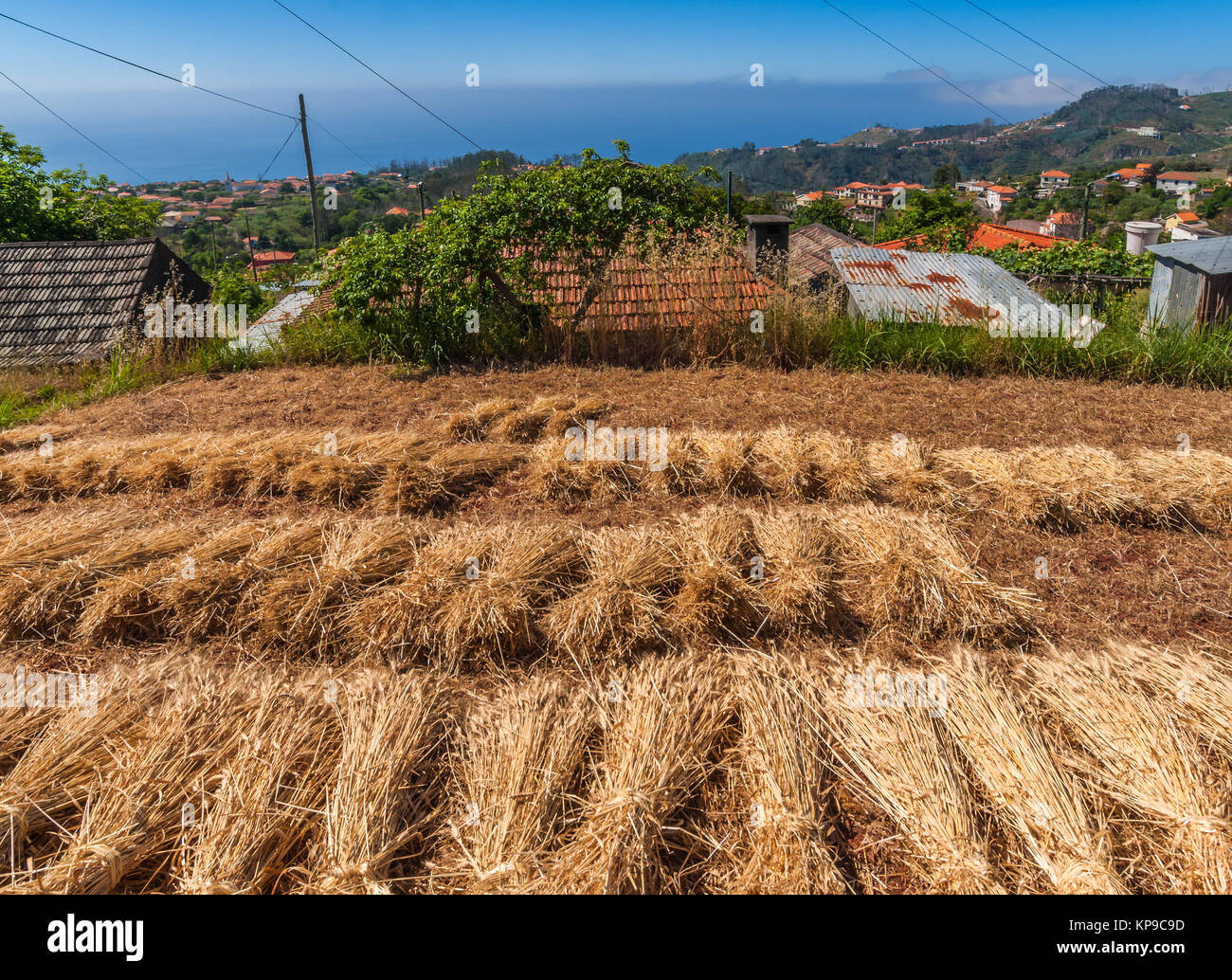 Levada Wanderweg im Osten von Madeira - levada dos Tornos-Start bei camacha Nordosten bis zu 750 mtr. Höhe, entlang kleiner landwirtschaftlicher Anbaufläche für Mais, Zwiebeln und Kohl. Stockfoto