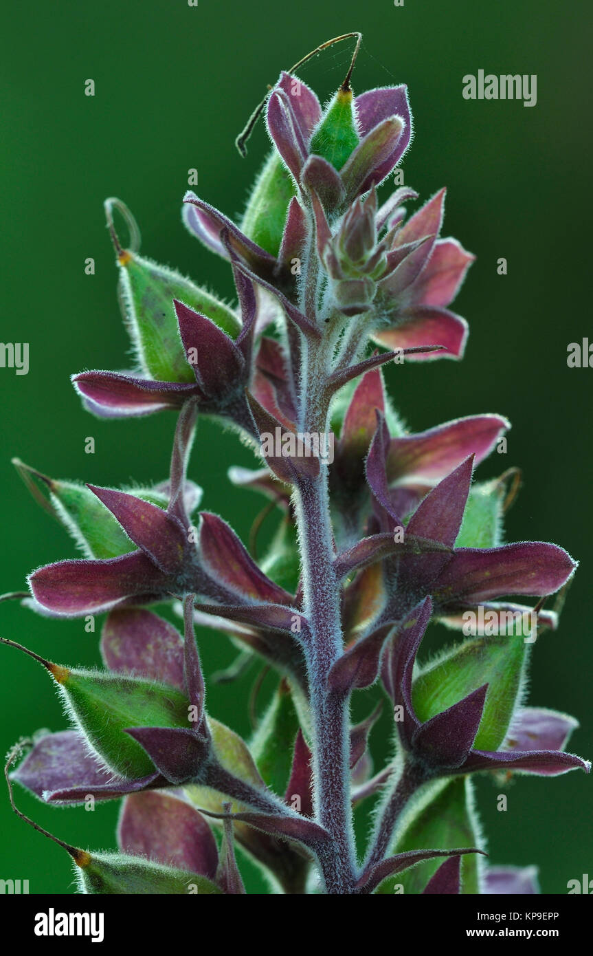 Portrait von unreifen Fingerhut Saatgut-Pods Stockfoto