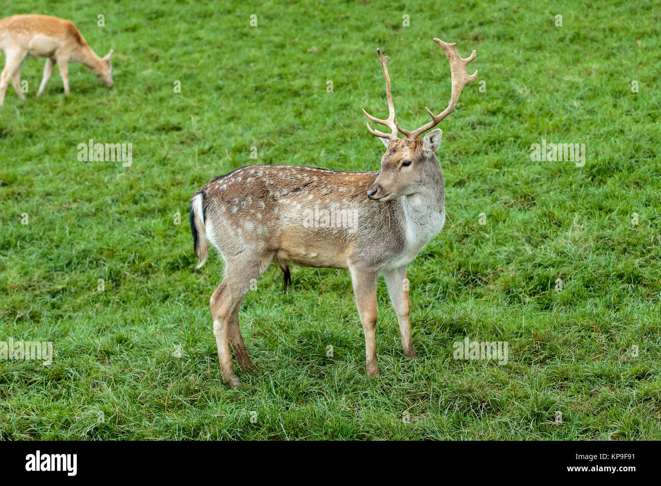 Ein Damwild Stockfoto