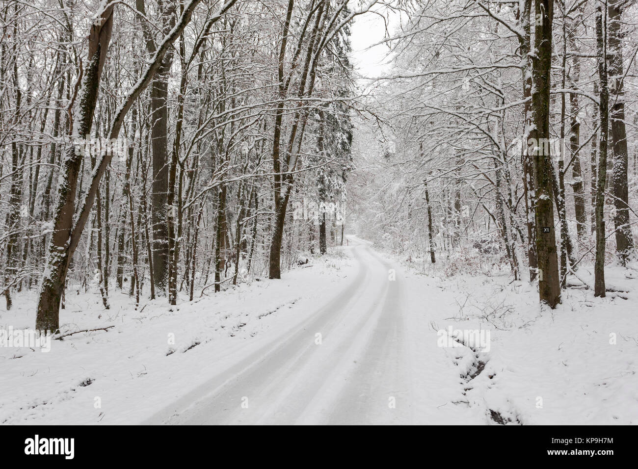 Verschneite Straße in einem Snowy White Winter Forest Stockfoto