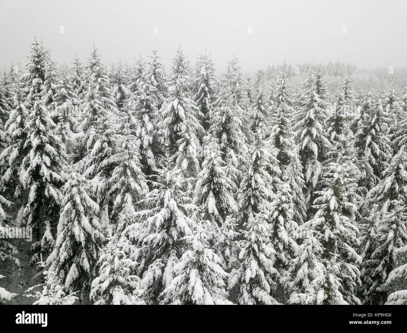 Verschneite Bäume in einem weißen Winter Forest Stockfoto
