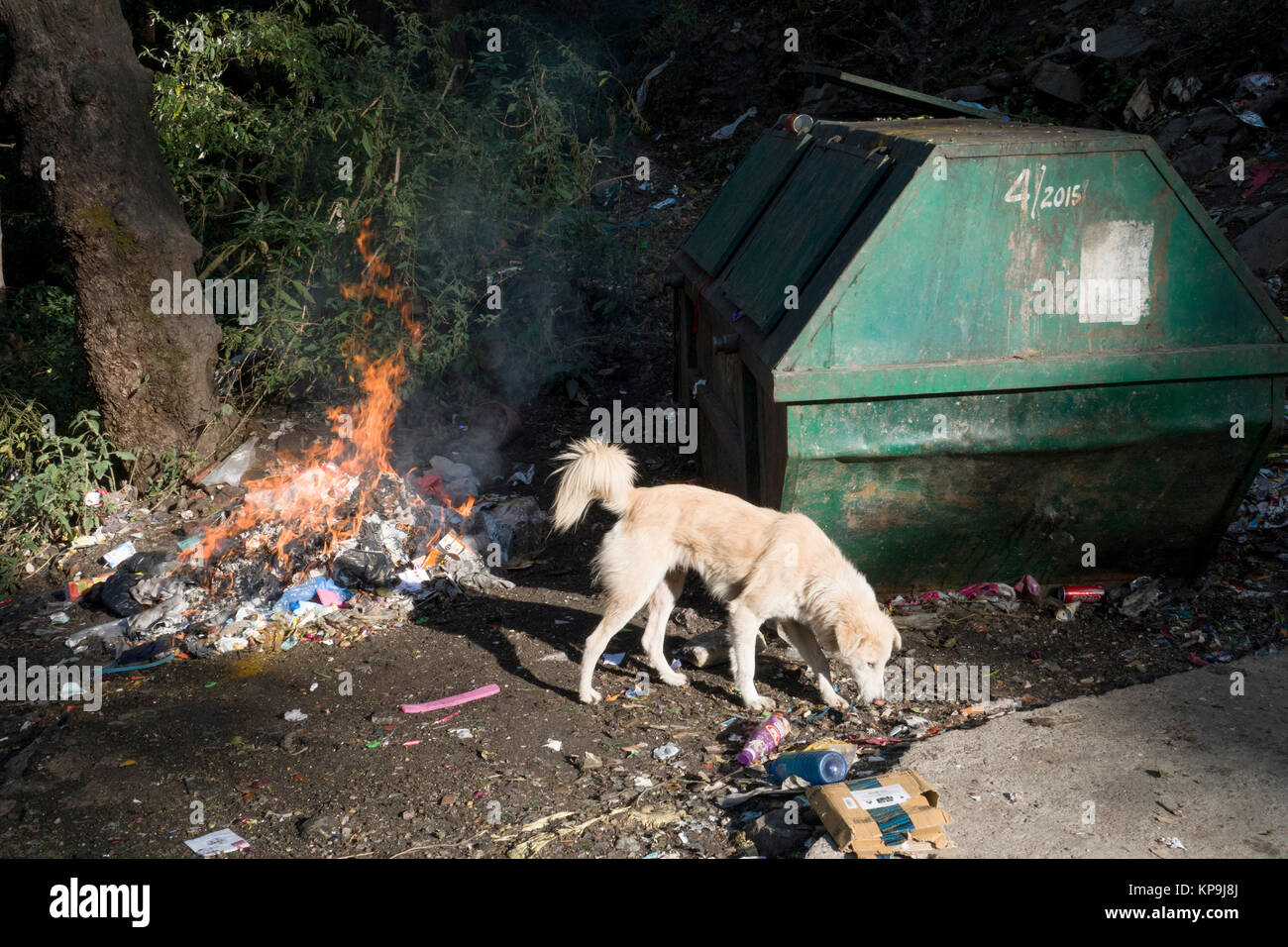 Straße Hund scavenges für Müll um Müllcontainer während Feuer brennt Kunststoffe und andere Hausmüll Stockfoto