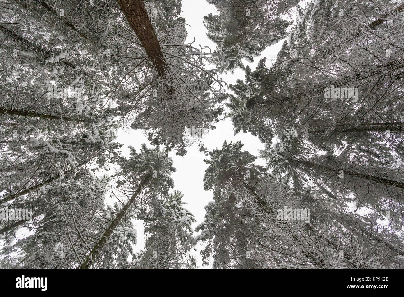 Bäume mit frischem Schnee im Winter Wald. Weihnachten und neues Jahr Hintergrund Stockfoto