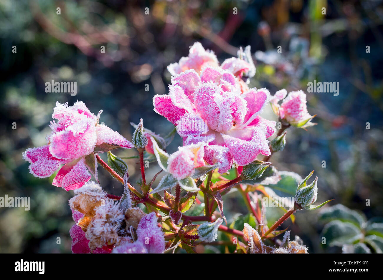Frosted cluster-blühenden Rose Blume Teppich im Dezember 2017 Rosa in Großbritannien Stockfoto