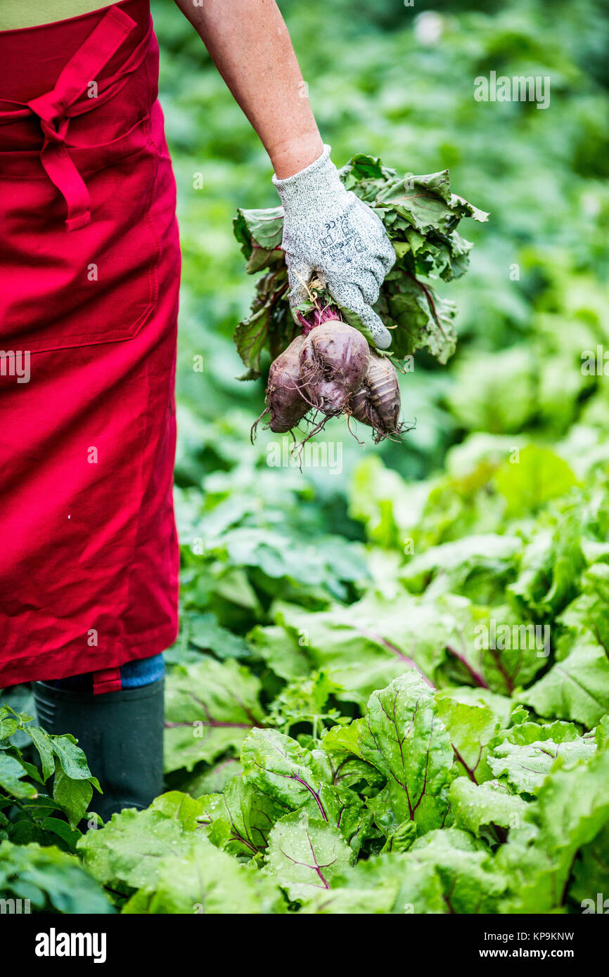 Die Ernte der roten Rüben. Stockfoto