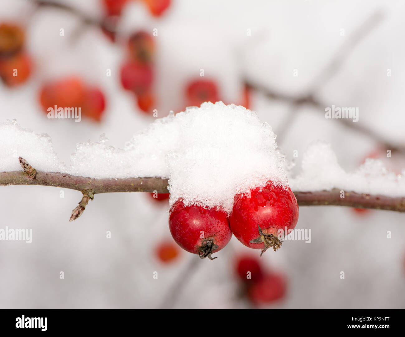 Reife äpfel mit Schnee bedeckt Stockfoto