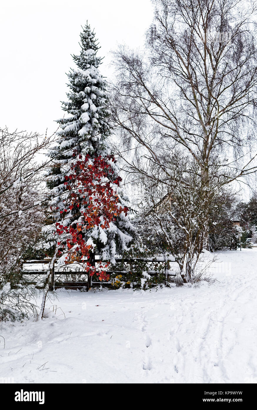 Schnee bedeckt Kiefer in einem kleinen Dorf Stockfoto