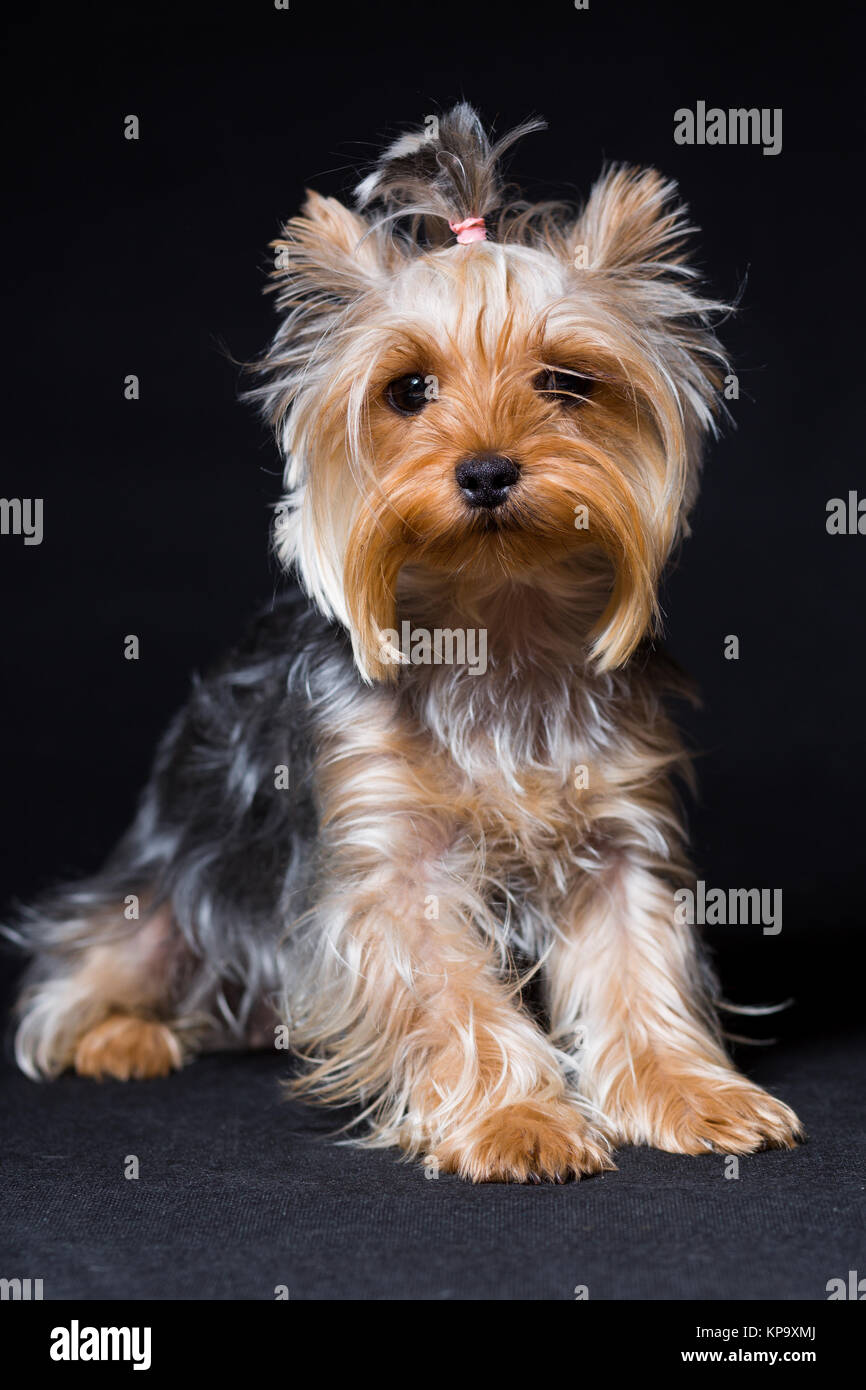 Miniatur Hunderasse Yorkshire Terrier mit einem elastischen Band auf sein Haar sitzt, auf schwarzem Hintergrund Stockfoto