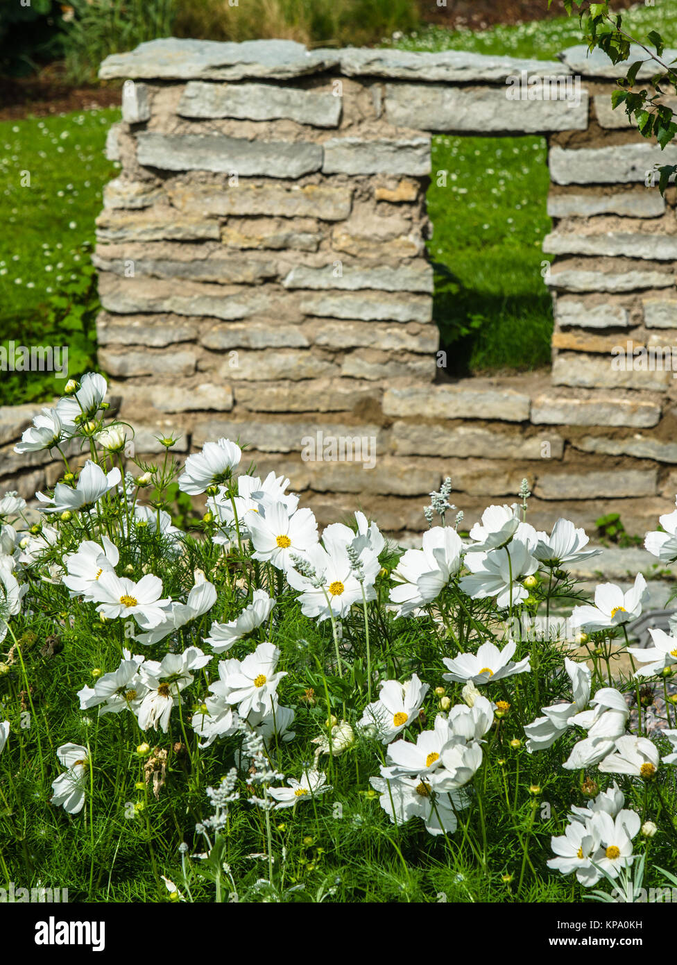 Weiße Blumen auf einem Bett mit anderen Pflanzen, Nahaufnahme Stockfoto