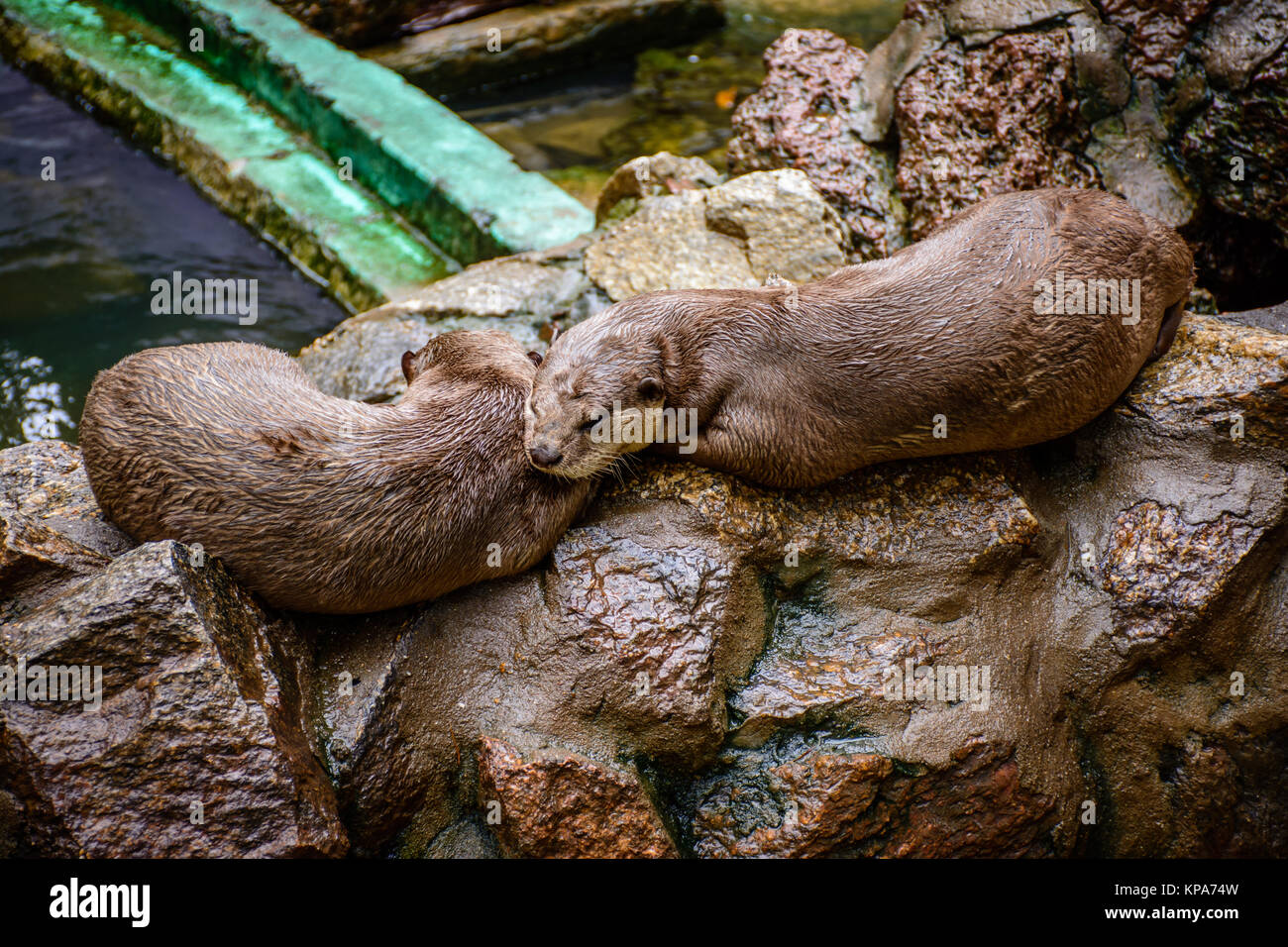 Zwei Biber, schlafen auf dem Stein Stockfoto